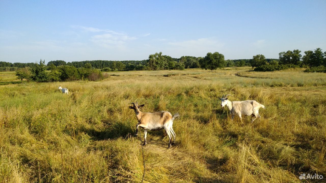 Высокоудойные козы купить на Зозу.ру - фотография № 5