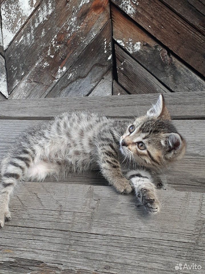 Котик купить на Зозу.ру - фотография № 6