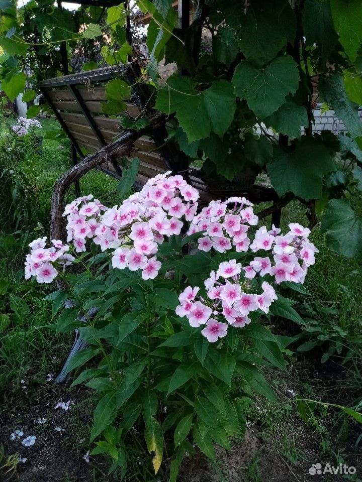 Садовые цветы купить на Зозу.ру - фотография № 8