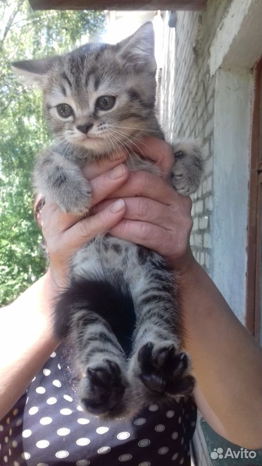 Котенок в добрые руки купить на Зозу.ру - фотография № 3