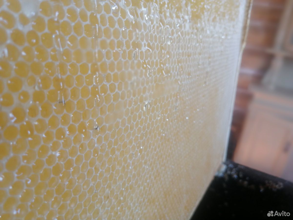 Мёд свежий горный липовый асиелань купить на Зозу.ру - фотография № 2