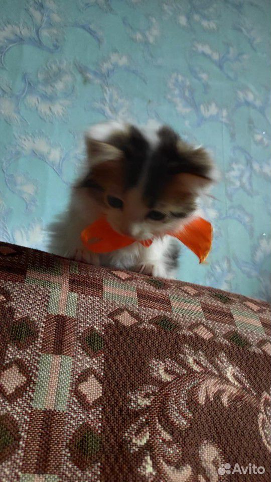Умный, пушистый котенок купить на Зозу.ру - фотография № 5