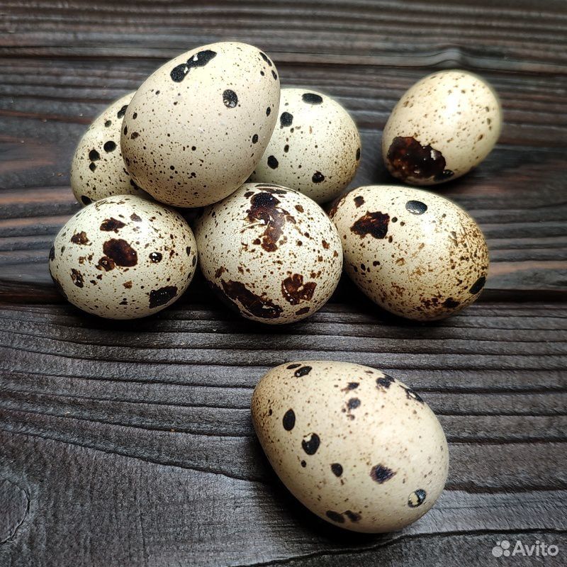 Яйца куриные, перепелиные купить на Зозу.ру - фотография № 2