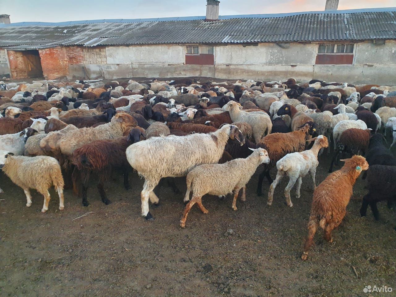 Бараны, овцы на Курбан-Байрам и другие цели купить на Зозу.ру - фотография № 5