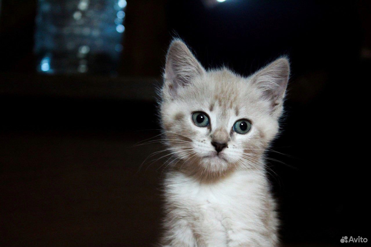 Котята 1,5 месяца купить на Зозу.ру - фотография № 7