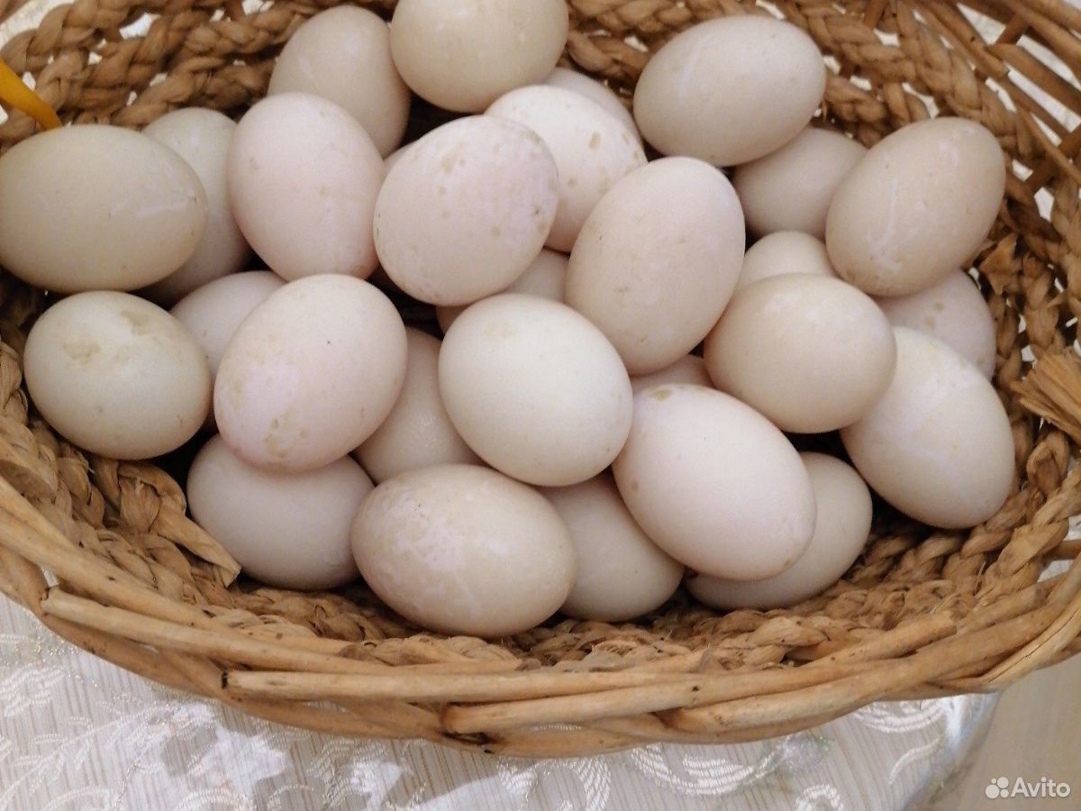 Яйца утиные купить на Зозу.ру - фотография № 2