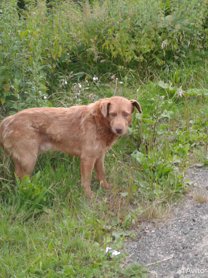 Найден рыжий пес в ногинском районе купить на Зозу.ру - фотография № 1