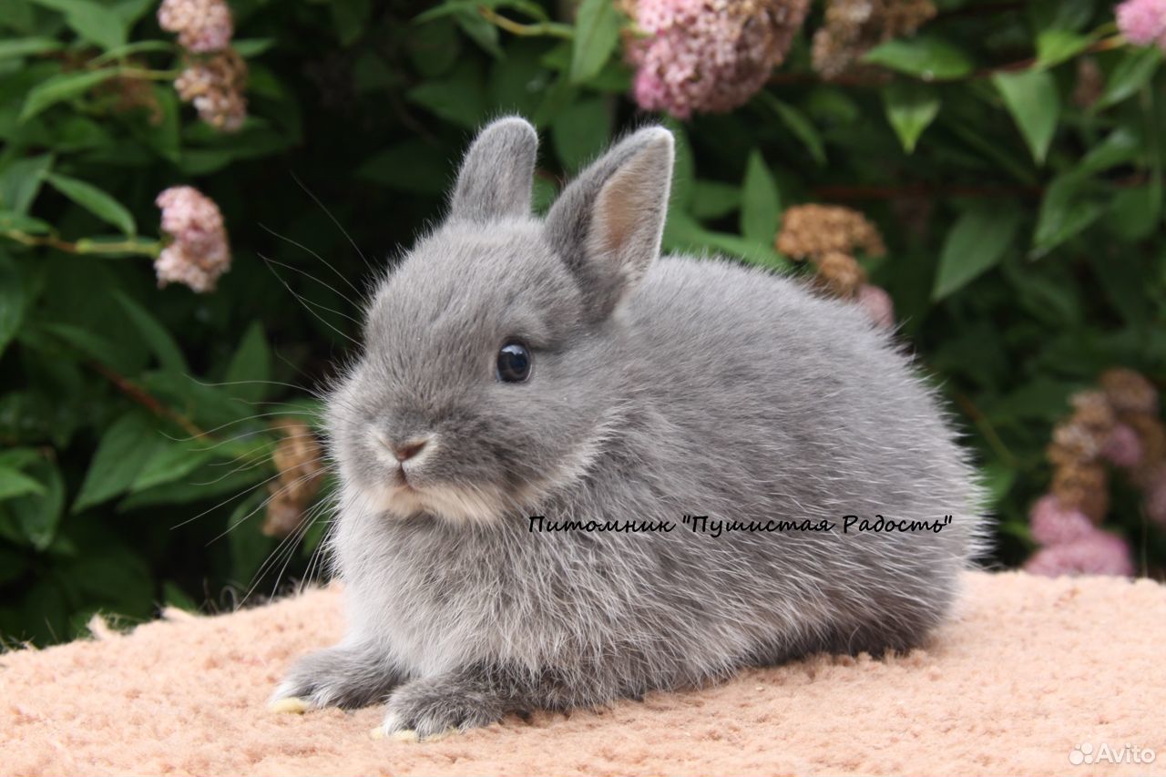 Цветные и нидерландские карликовые кролики купить на Зозу.ру - фотография № 6