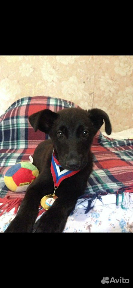 Прекасный щенок Лилу купить на Зозу.ру - фотография № 5