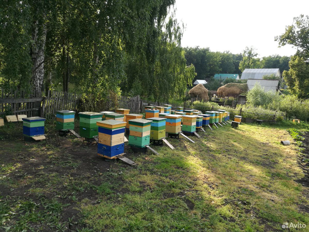 пасека находится. пчеловодство. куплю мед в давлеканово. пасека. башкирские пасеки мед.