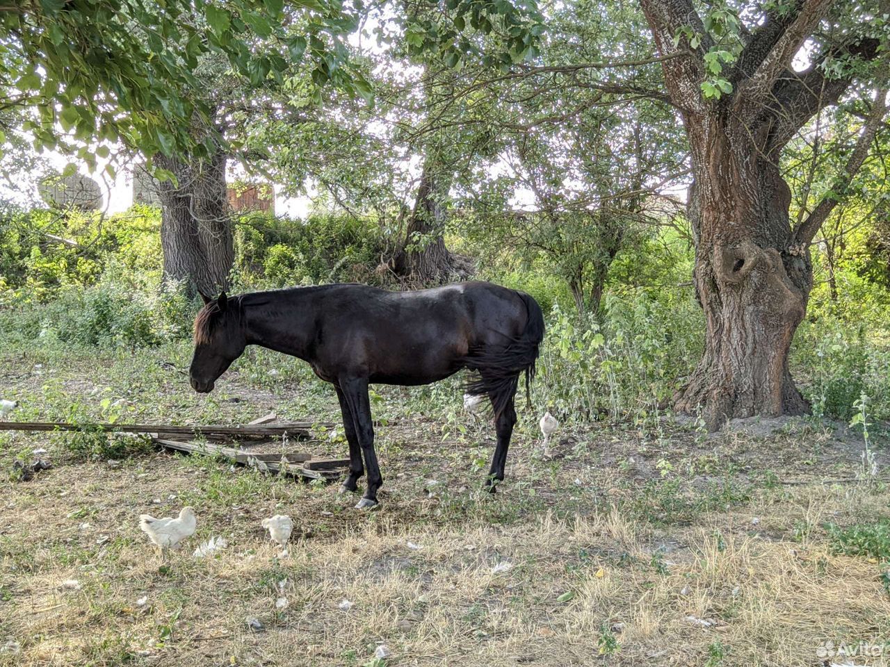 Лошадь Карачаевской породы, чёрный цвет. Сын Шайта купить на Зозу.ру - фотография № 4