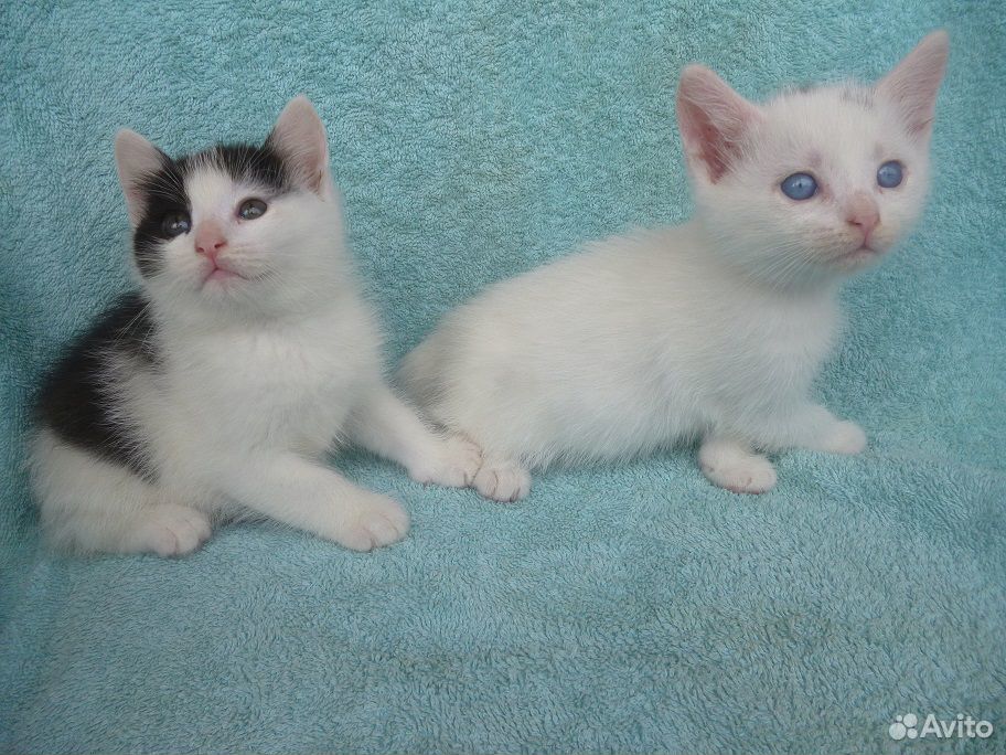 Голубоглазый и черно-белый котята купить на Зозу.ру - фотография № 1