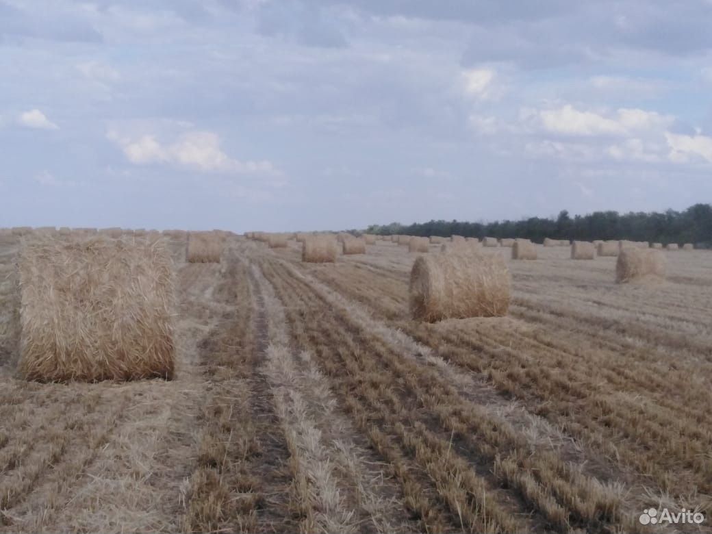 Солома пшеничное купить на Зозу.ру - фотография № 1