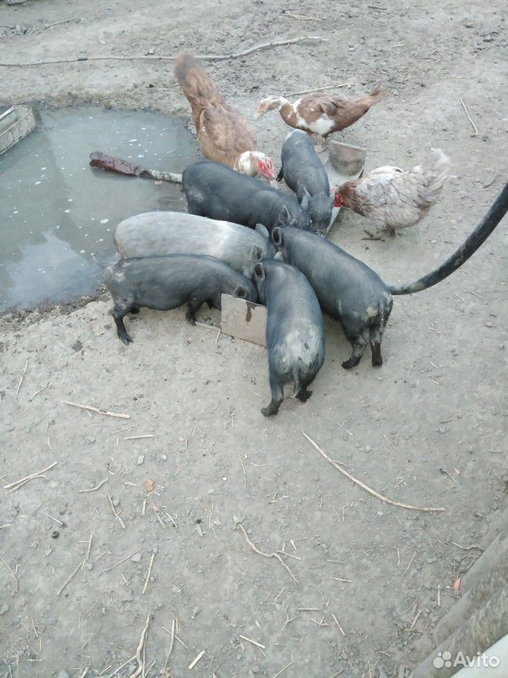 Вьетнамские поросята и продоется вьетнамская свинь купить на Зозу.ру - фотография № 1