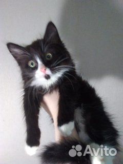 Котёнок, пушистый, 3 месяца. Чёрно-белый купить на Зозу.ру - фотография № 2