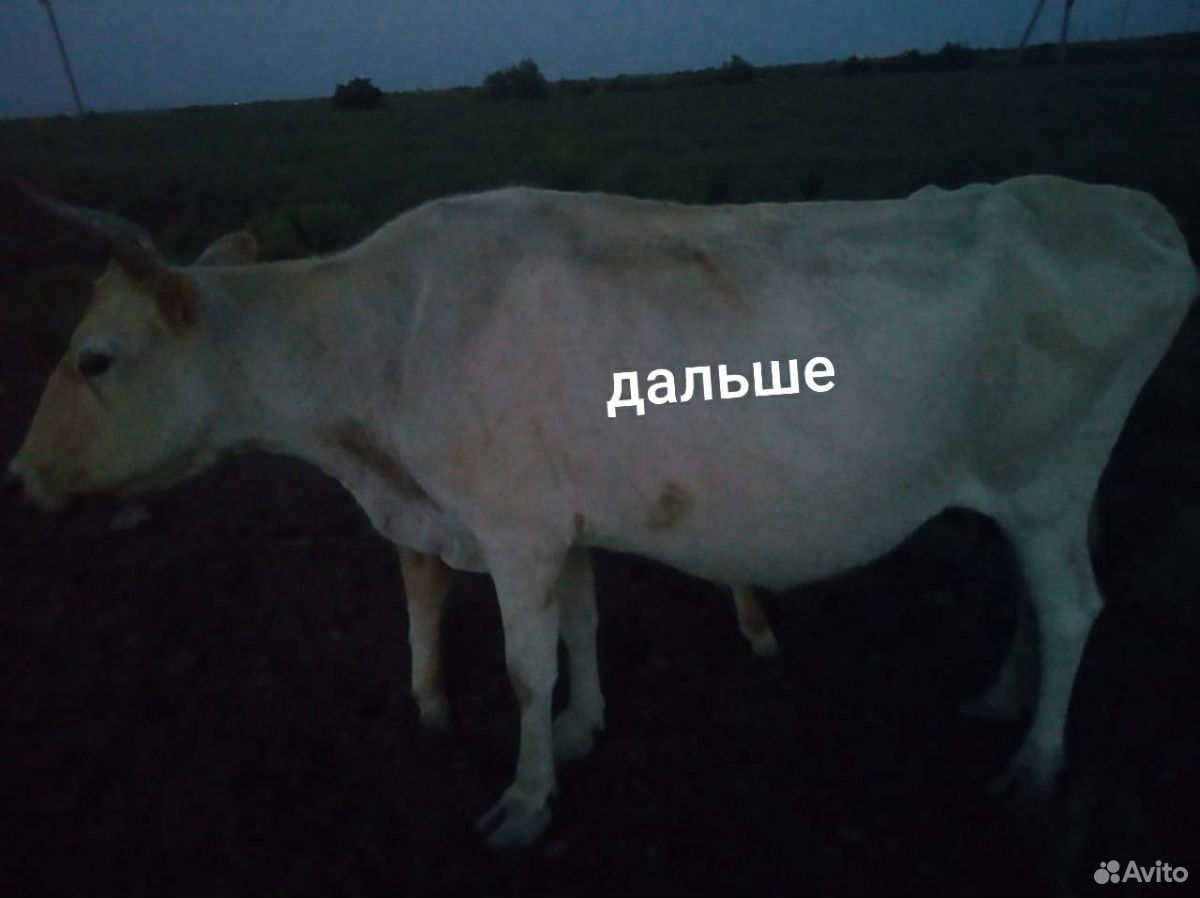 Телки и корова купить на Зозу.ру - фотография № 2
