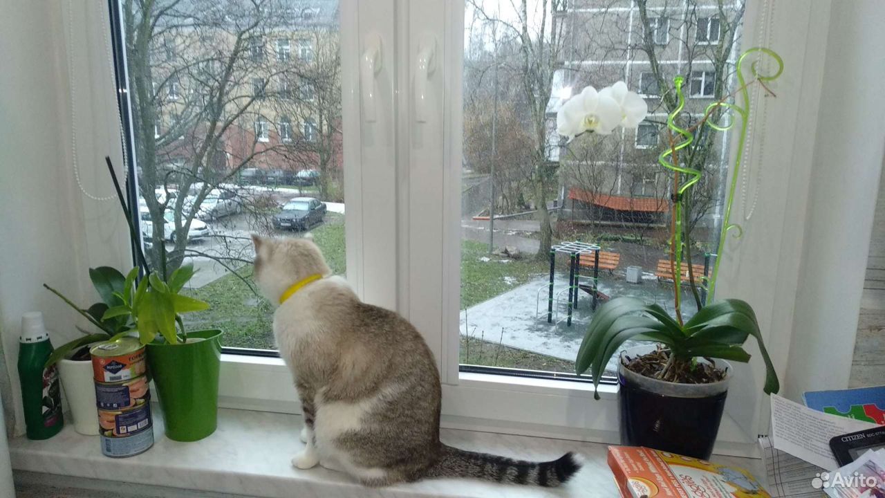 Пристрой кота купить на Зозу.ру - фотография № 2