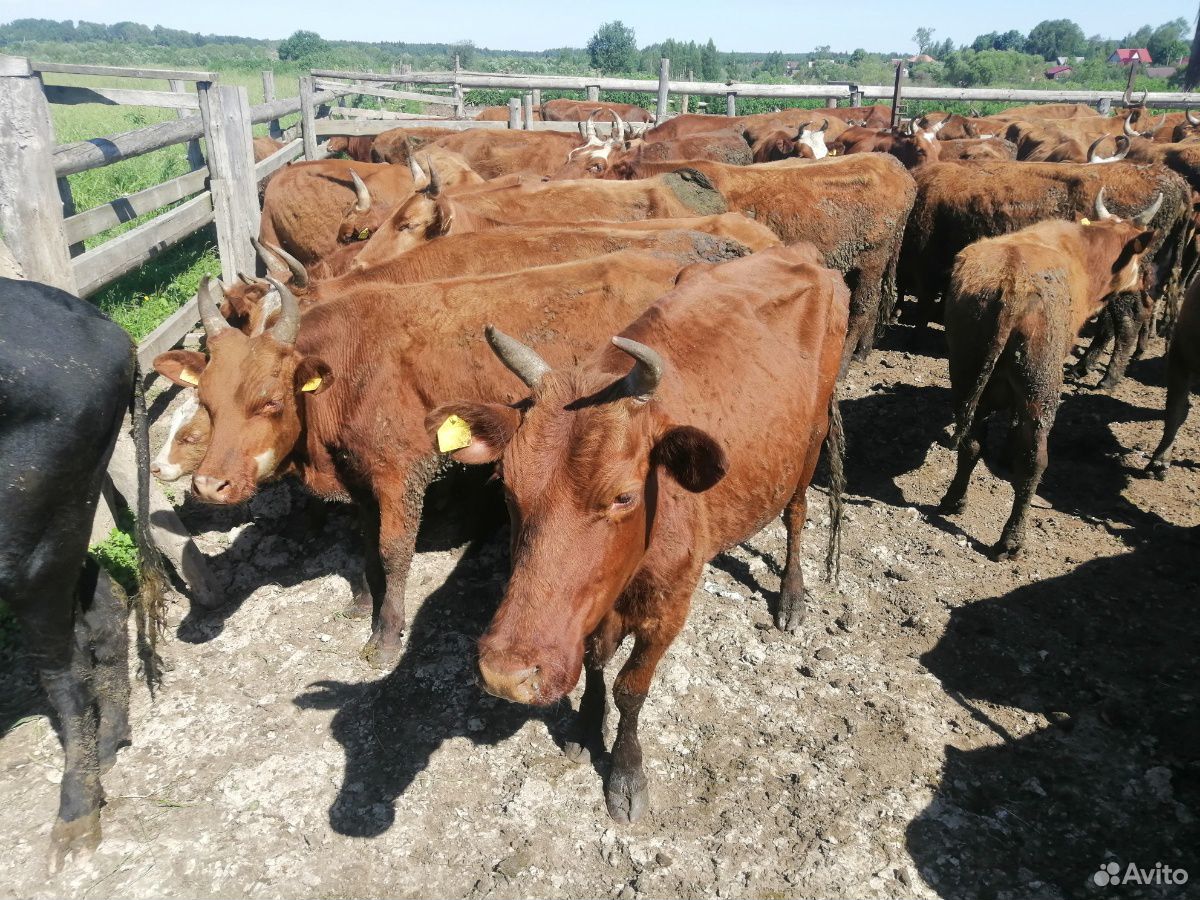 Коровы, быки купить на Зозу.ру - фотография № 1