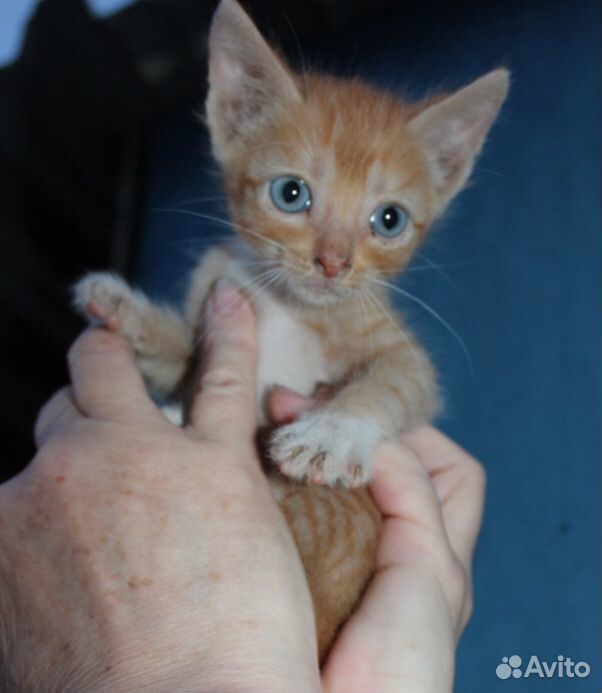 Рыжий котенок в добрые руки купить на Зозу.ру - фотография № 3