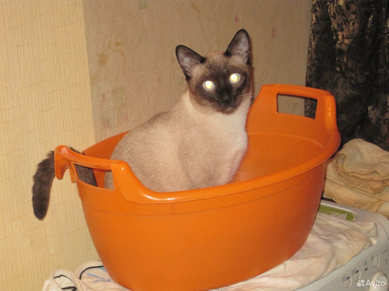 Кошки купить на Зозу.ру - фотография № 8