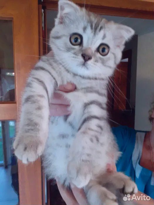 Кошка в надежные и заботливые руки купить на Зозу.ру - фотография № 3