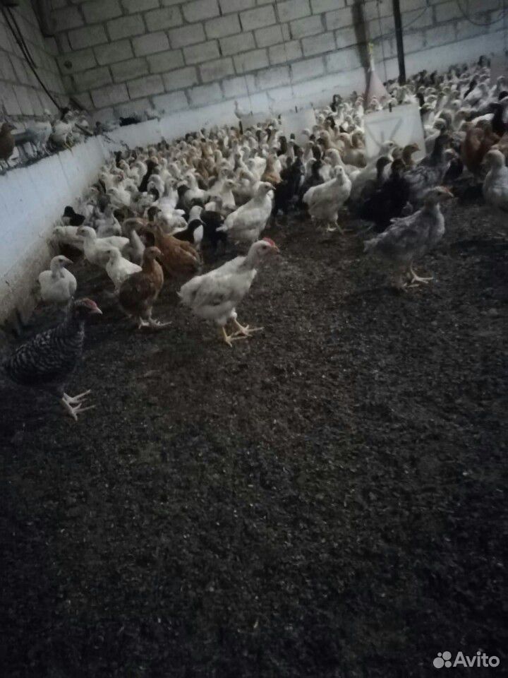 Цыплята разных пород купить на Зозу.ру - фотография № 1