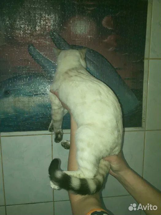 Кот в надежные и заботливые руки купить на Зозу.ру - фотография № 1