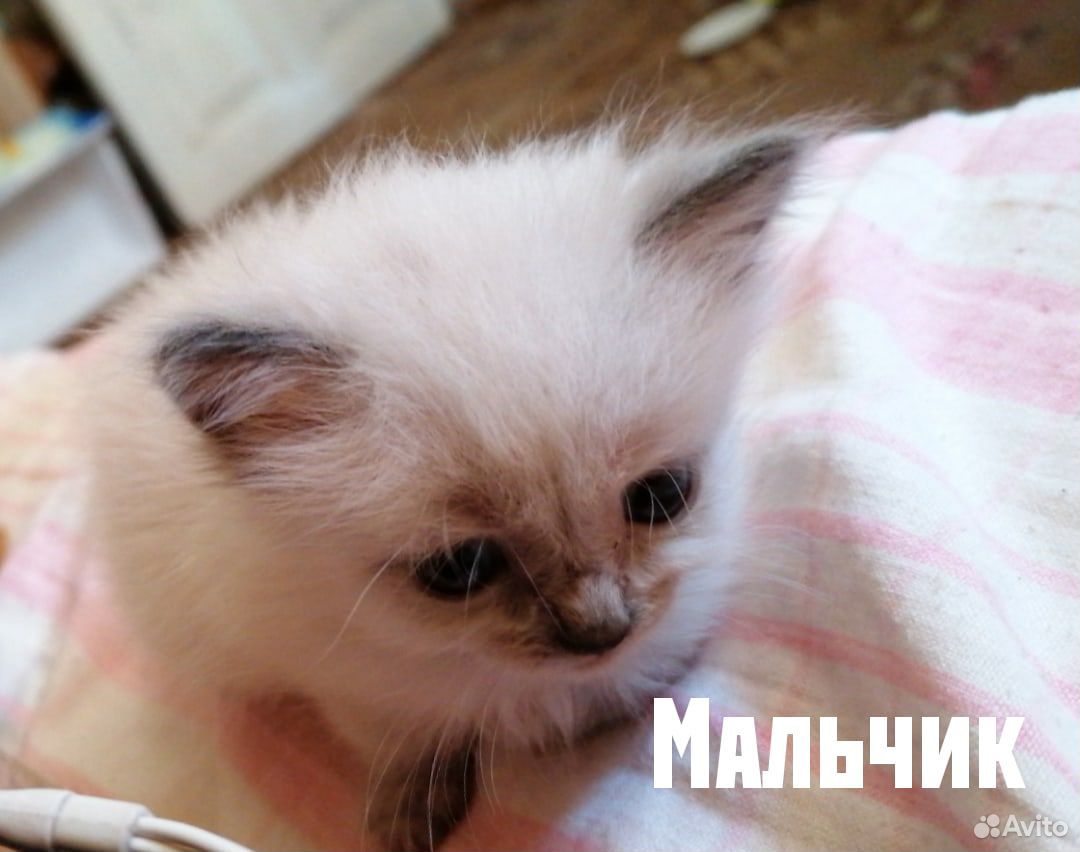 Котята в дрбрые руки купить на Зозу.ру - фотография № 1