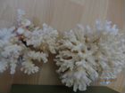 Ракушки, раковины морские натуральные, коралл объявление продам