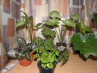 Укорененные отростки комнатных растений объявление продам
