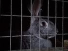 Кролики-Ризены и крольчата объявление продам