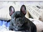 Продаю щенка французского бульдога без родословной объявление продам