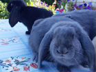 Кролики порода Французский баран объявление продам