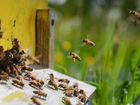 Семьи пчёл с ульями объявление продам