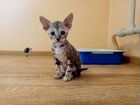 Котята корниш-рекс 1,5 месяца объявление продам