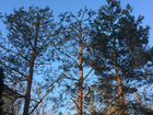 Обрезка деревьев в Заокском районе объявление продам