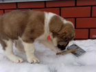 Алиментный щенок сао объявление продам