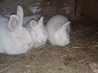 Кролики разной породы объявление продам
