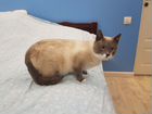 Красавец кот Василий 3г ищет дом объявление продам