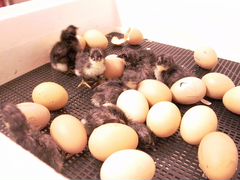 Цыплята и Инкубационное яйцо Джерсийского Гиганта