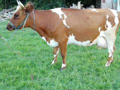 Искусственное осеменение коров и телок