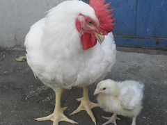 Продаю цыплят Бройлер Росс - 308 (мясной гибрид)
