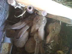 Кролики породы фландер