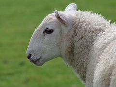 Реализуем мясо овец (баранина )