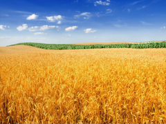 Продам пшеницу,ячмень,сорго,кукурузу