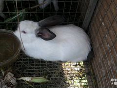 Кролики (самки)