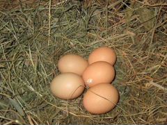 Яйца деревенские