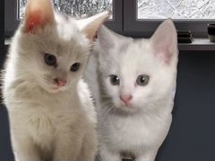 Котята белые (мальчики) с бесплатной доставкой