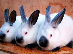 Кролики Калифорнию самцы 5 месяц