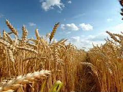 Продам кормовую пшеницу